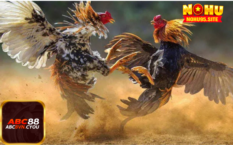 Không gian náo nhiệt và đậm bản sắc văn hóa đá gà Thomo