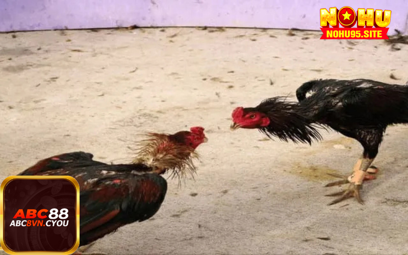 Điểm độc đáo khiến đá gà Thomo trở thành lựa chọn hàng đầu